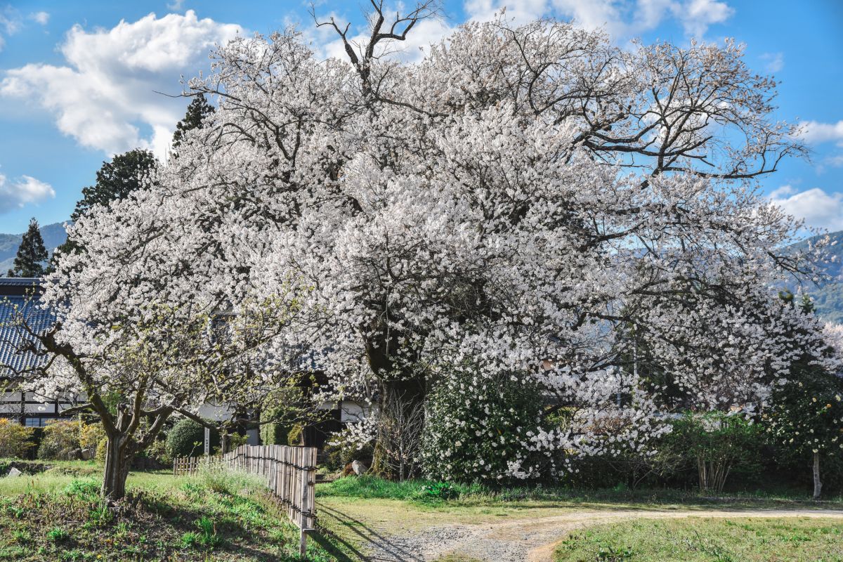 南信州の桜旅　松源寺